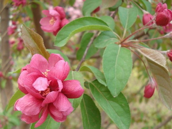 截葉榆葉梅 截葉榆葉梅