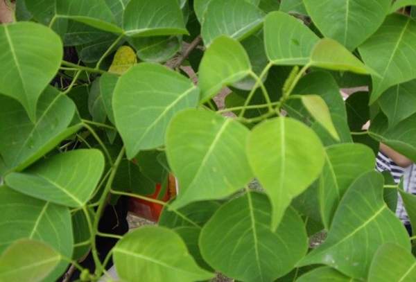 烏桕籽價格 烏桕籽價格