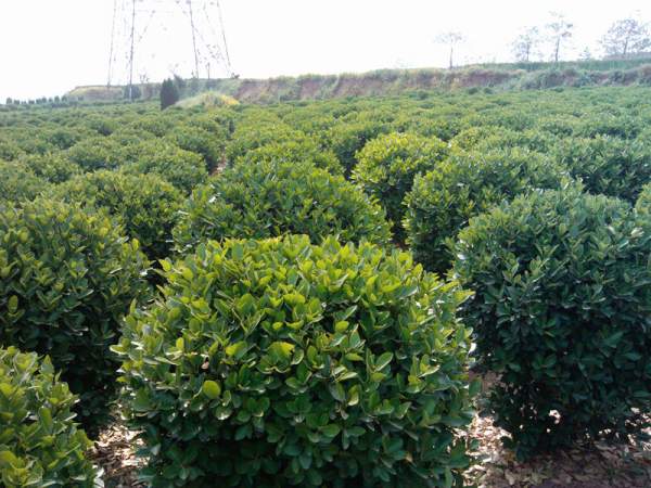 2013年大葉黃楊價格 2013年大葉黃楊價格