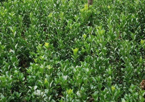 2013年大葉黃楊價格 2013年大葉黃楊價格