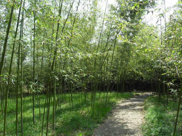 早園竹報(bào)價(jià)價(jià)格 早園竹報(bào)價(jià)價(jià)格