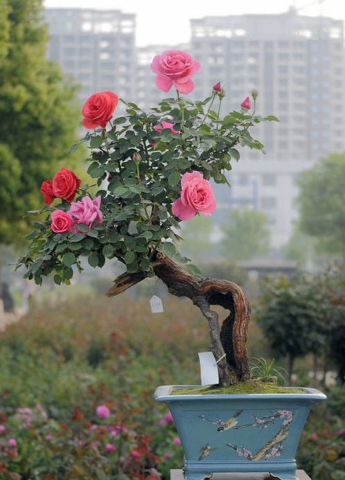 盆栽月季花 盆栽月季花