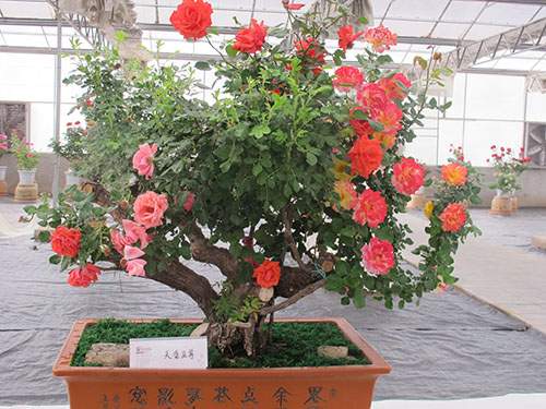 盆栽月季花 盆栽月季花