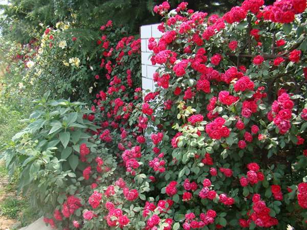 哪里有薔薇花苗賣？薔薇花苗批發(fā)