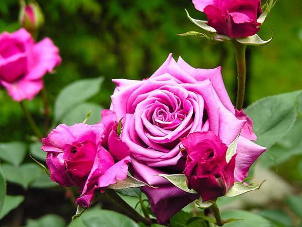 哪里有薔薇花苗賣？薔薇花苗批發(fā)