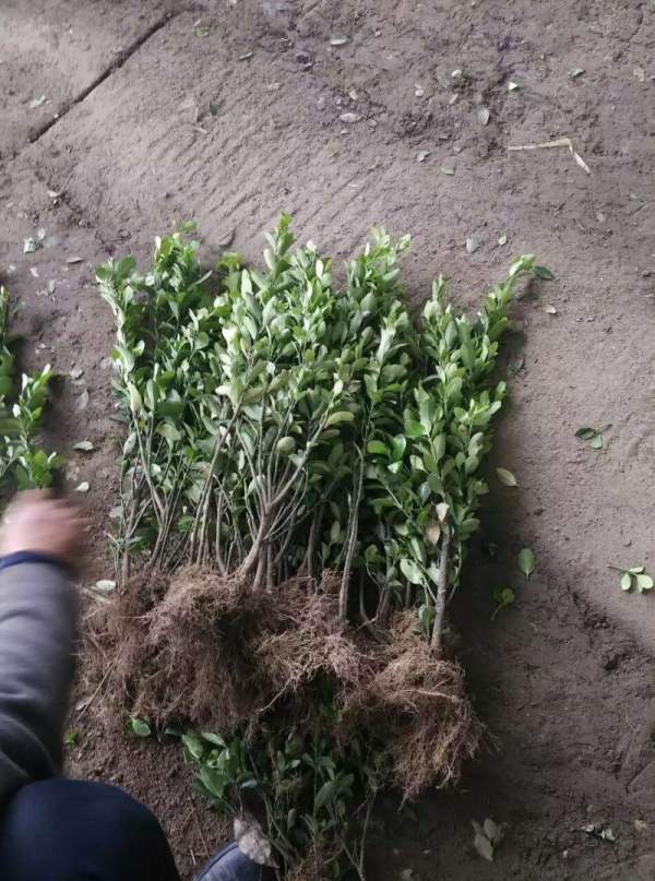 大葉黃楊苗 大葉黃楊苗