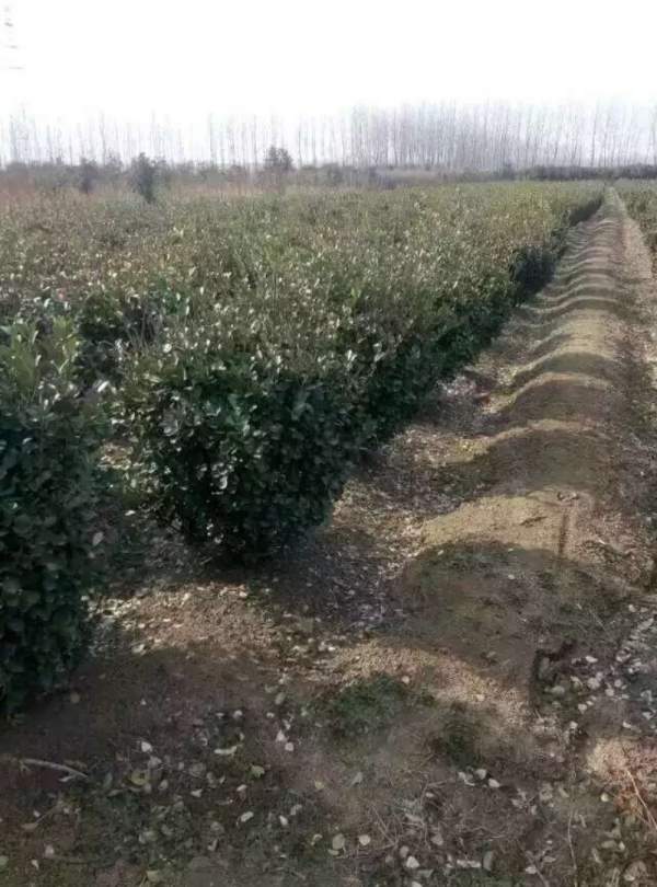 江蘇沭陽(yáng)大葉黃楊 江蘇沭陽(yáng)大葉黃楊