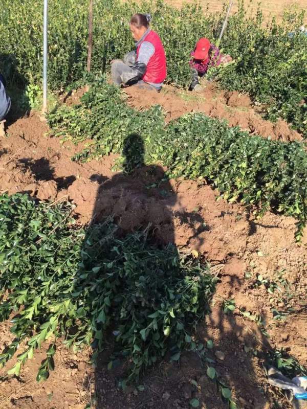 江蘇沭陽(yáng)大葉黃楊 江蘇沭陽(yáng)大葉黃楊