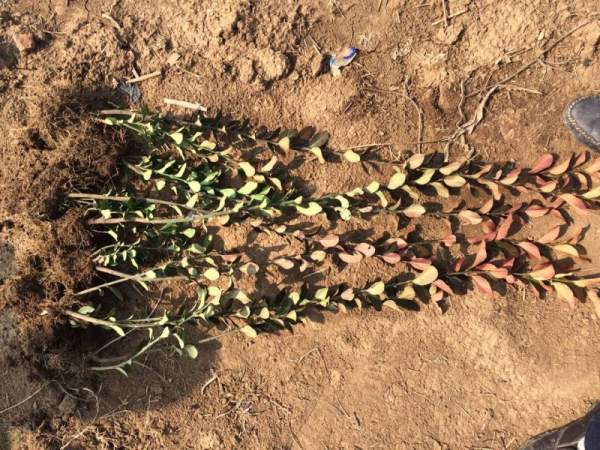 大葉黃楊苗 大葉黃楊苗