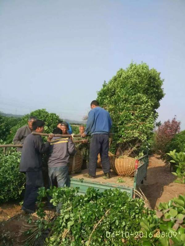 大葉黃楊球 大葉黃楊球