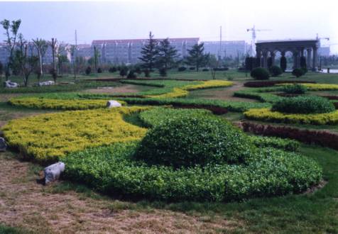 扶芳藤的色塊應(yīng)用1 扶芳藤的色塊應(yīng)用1