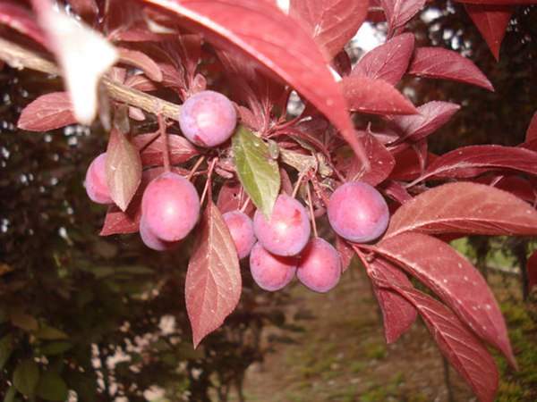 美人梅基地 美人梅基地