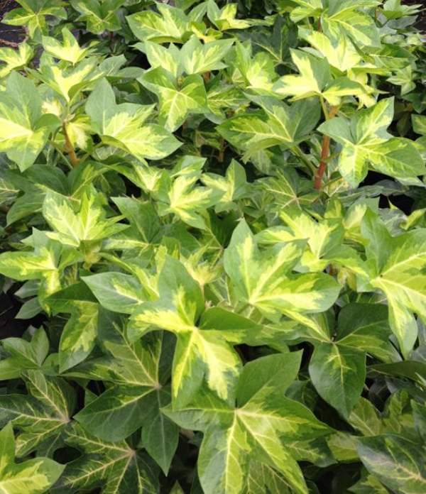 金心洋常春藤 金心洋常春藤