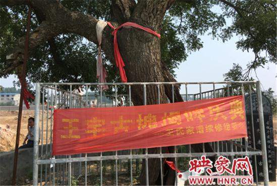 1100年古槐樹 1100年古槐樹