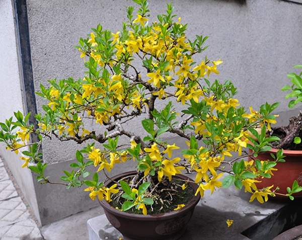 造型好的連翹盆栽 造型好的連翹盆栽