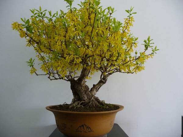 連翹盆景 連翹盆景