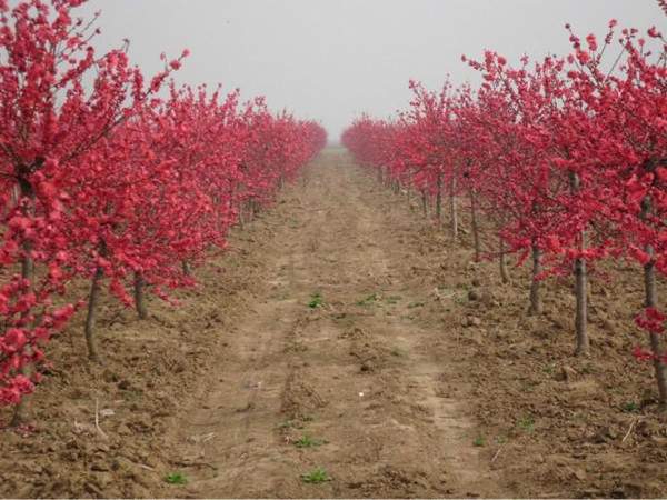 紅葉碧桃--長景園林 紅葉碧桃--長景園林