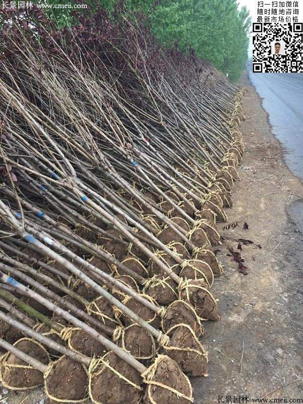 紫葉碧桃發(fā)貨--長景園林 紫葉碧桃發(fā)貨--長景園林