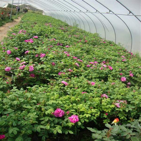 物美價廉的食用玫瑰在哪買？