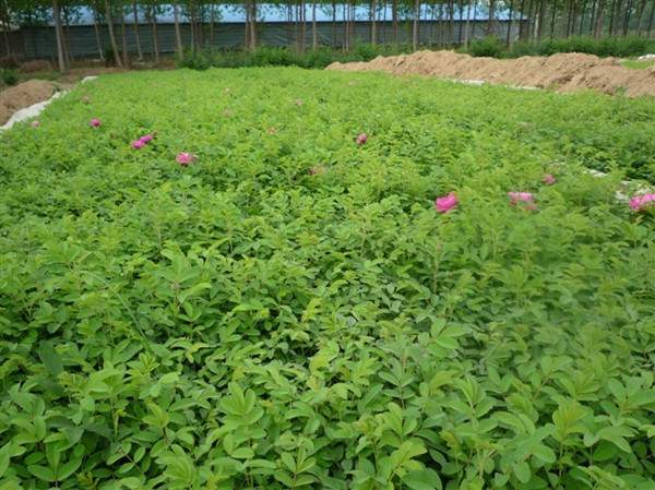 物美價廉的食用玫瑰在哪買？