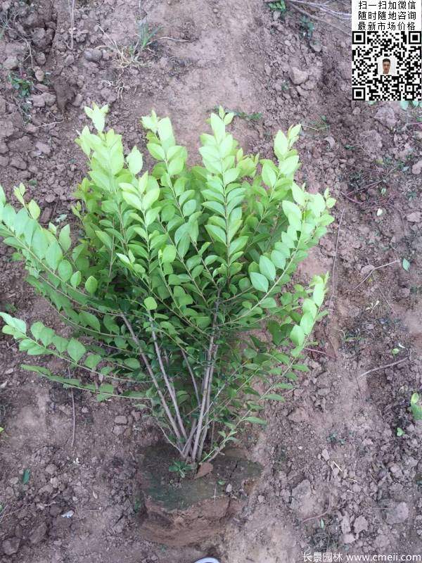 冠幅50公分60公分金葉女貞球圖片 冠幅50公分60公分金葉女貞球圖片