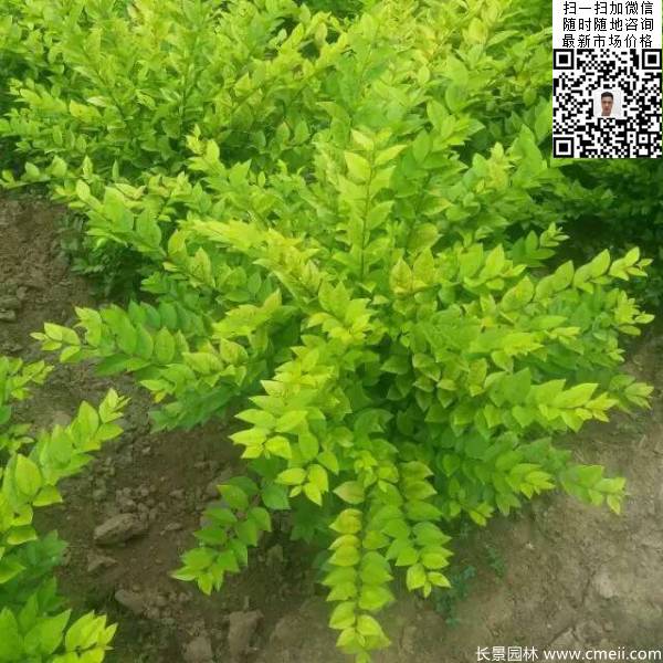 冠幅60公分70公分金葉女貞球圖片 冠幅60公分70公分金葉女貞球圖片