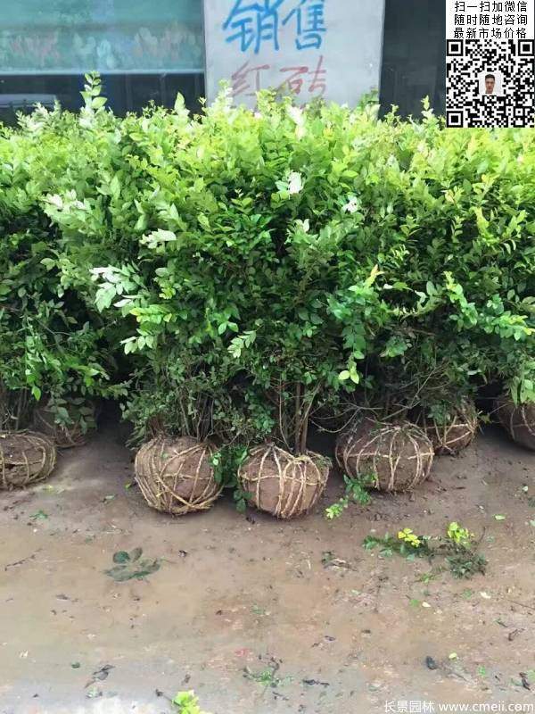 冠幅70公分80公分金葉女貞球圖片 冠幅70公分80公分金葉女貞球圖片