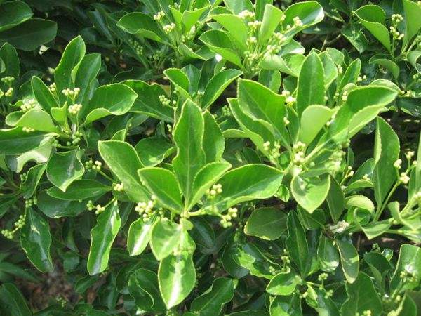 冬青衛(wèi)矛 冬青衛(wèi)矛