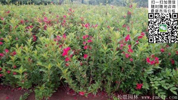 紅王子錦帶 紅王子錦帶