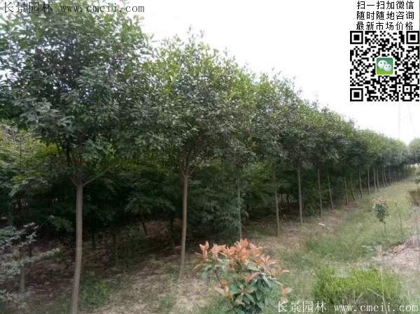 紅葉石楠--長景園林 紅葉石楠--長景園林