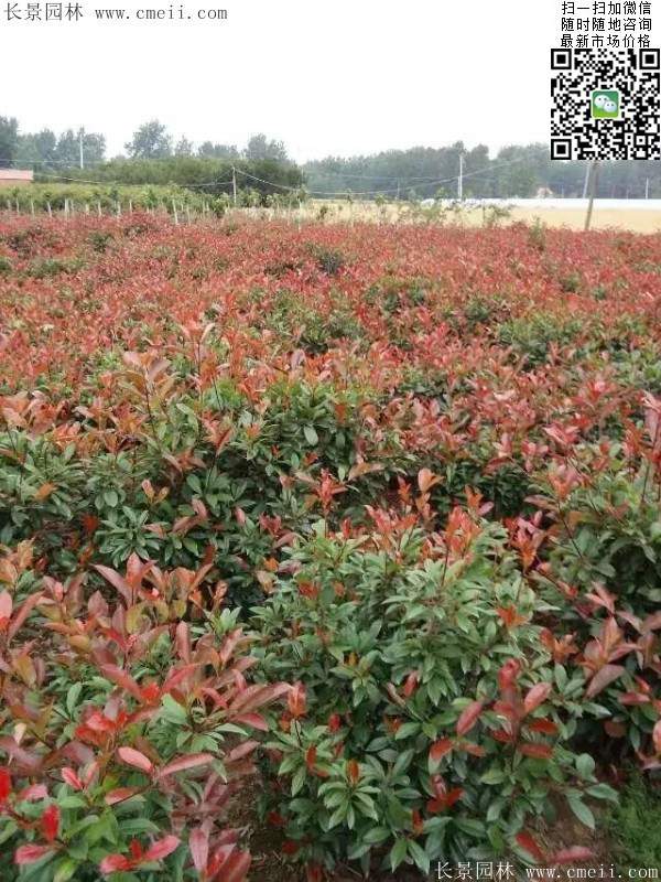 紅葉石楠--長(zhǎng)景園林 紅葉石楠--長(zhǎng)景園林