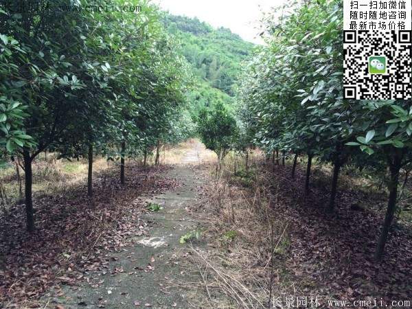 紅葉石楠--長(zhǎng)景園林 紅葉石楠--長(zhǎng)景園林