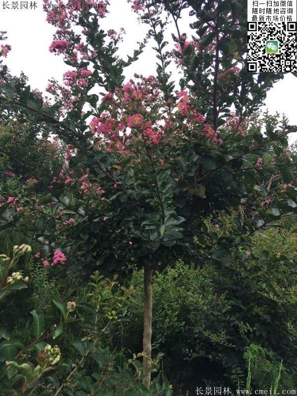 專家告訴你，市場上紫薇花樹價格是多少？