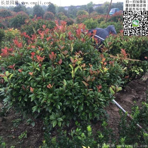 紅葉石楠--長景園林 紅葉石楠--長景園林