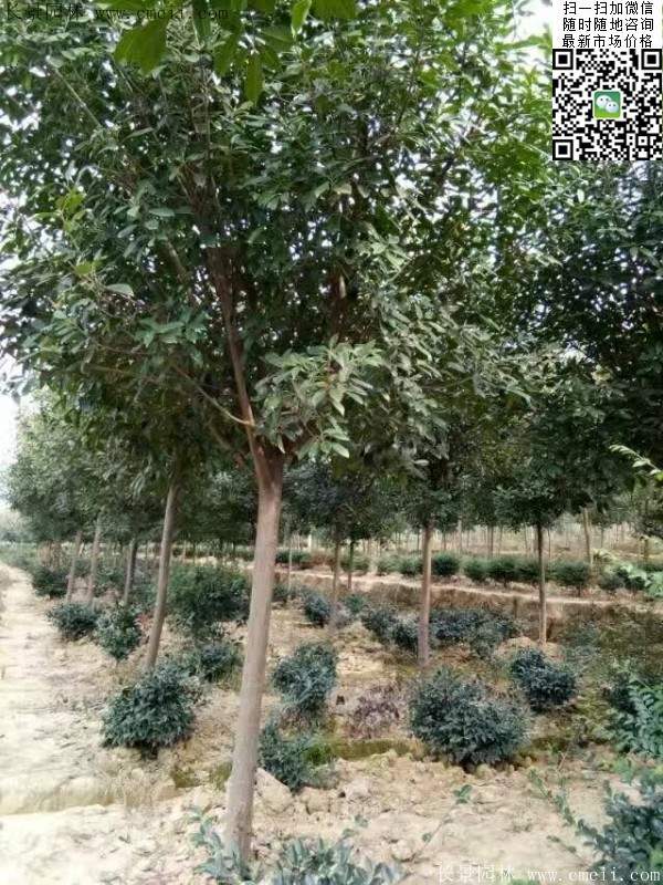 紅葉石楠樹--長景園林 紅葉石楠樹--長景園林