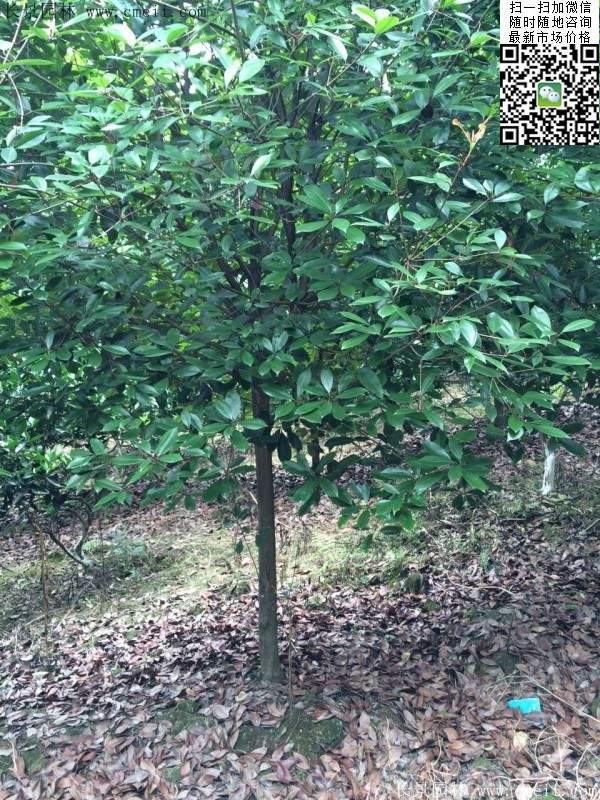 紅葉石楠樹--長景園林 紅葉石楠樹--長景園林