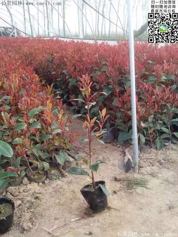 紅葉石楠--長景園林 紅葉石楠--長景園林