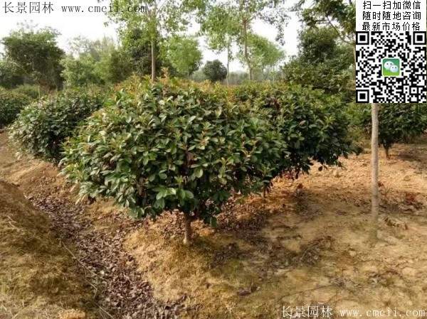 紅葉石楠--長景園林 紅葉石楠--長景園林