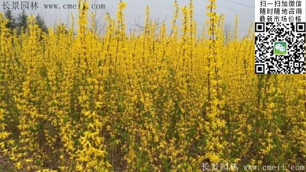 連翹--長(zhǎng)景園林 連翹--長(zhǎng)景園林