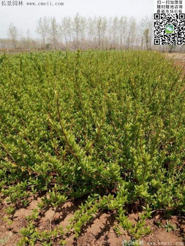 連翹--長(zhǎng)景園林 連翹--長(zhǎng)景園林