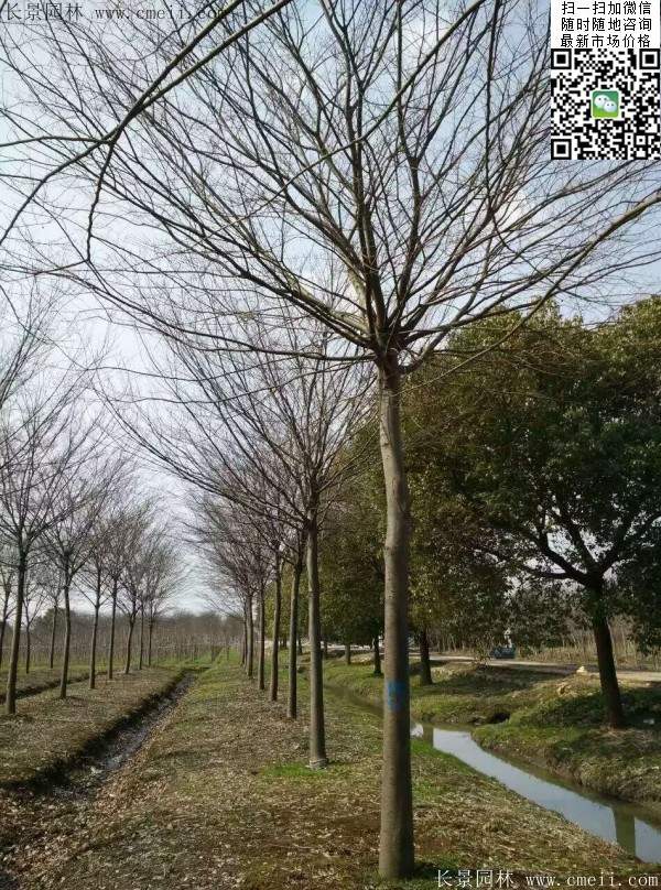 沭陽櫸樹 沭陽櫸樹