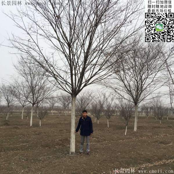 沭陽櫸樹 沭陽櫸樹