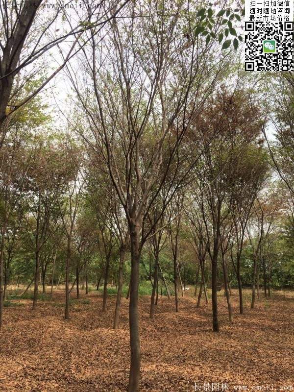 沭陽櫸樹 沭陽櫸樹