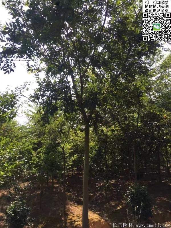 沭陽櫸樹批發 沭陽櫸樹批發