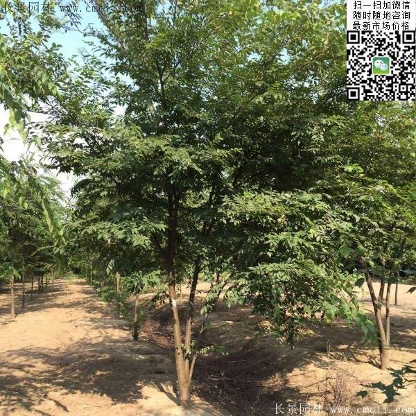 大規(guī)格櫸樹 大規(guī)格櫸樹