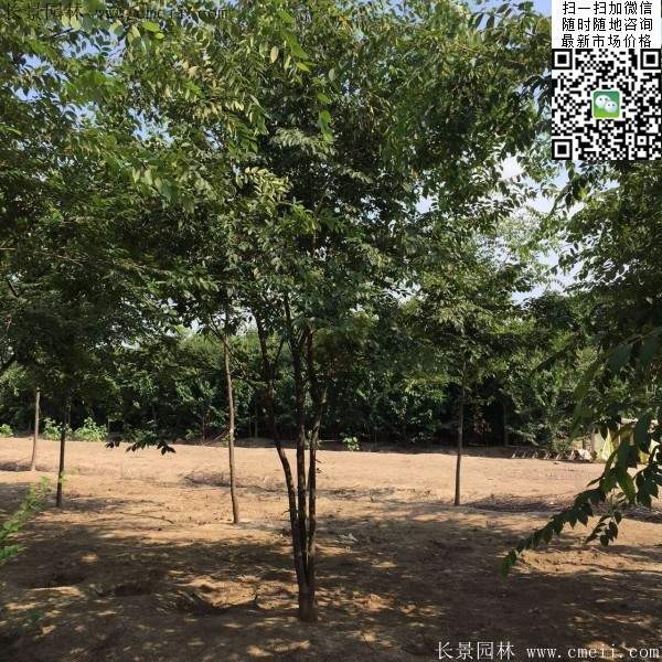 大規(guī)格櫸樹 大規(guī)格櫸樹