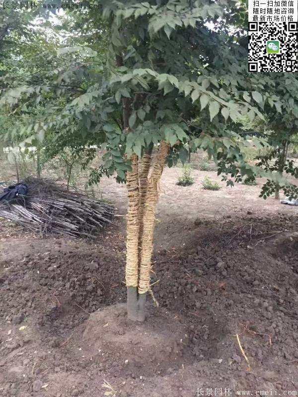 大規(guī)格櫸樹 大規(guī)格櫸樹