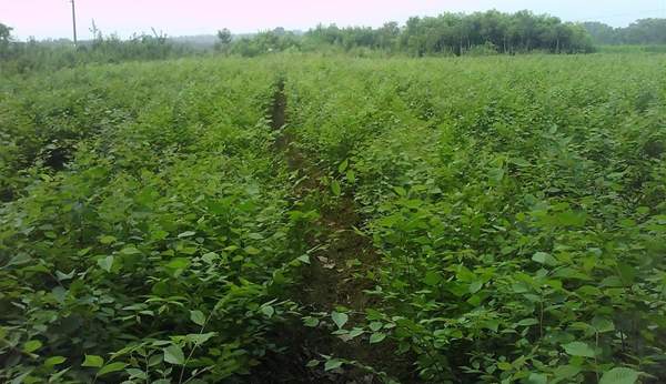 大規格櫸樹 大規格櫸樹