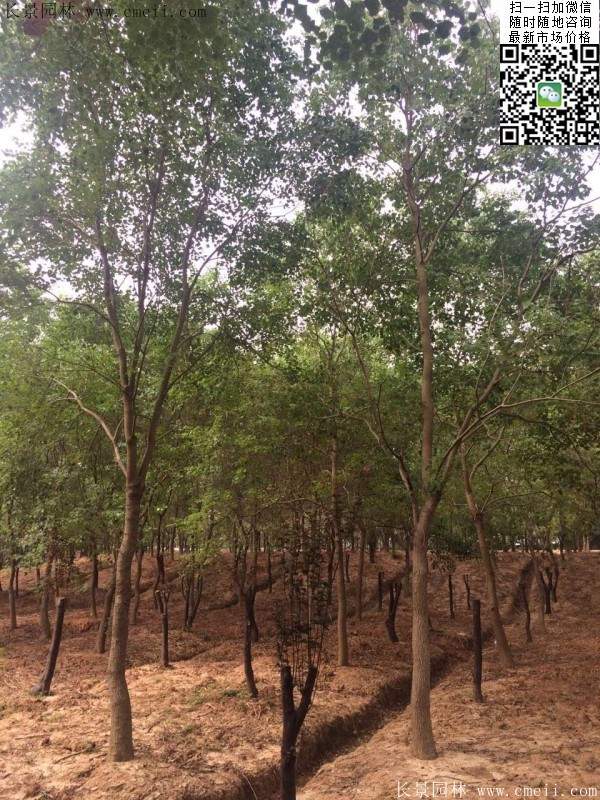 沭陽大櫸樹 沭陽大櫸樹