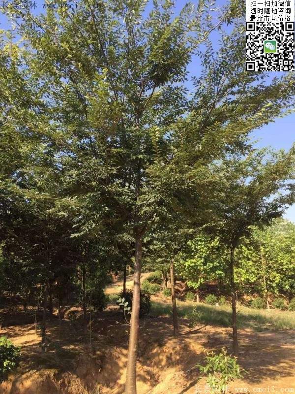 櫸樹(shù) 櫸樹(shù)